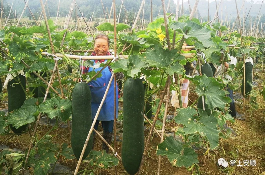 紫云狗场村冬瓜种植富农家