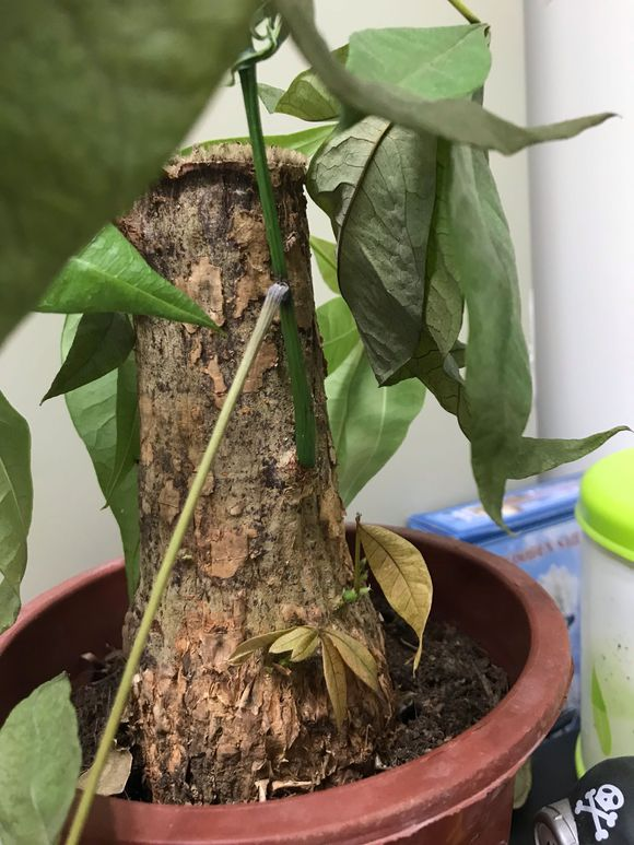 树一个月至少要施肥两次,20天左右一次,发财树施肥主要是以氮肥为主