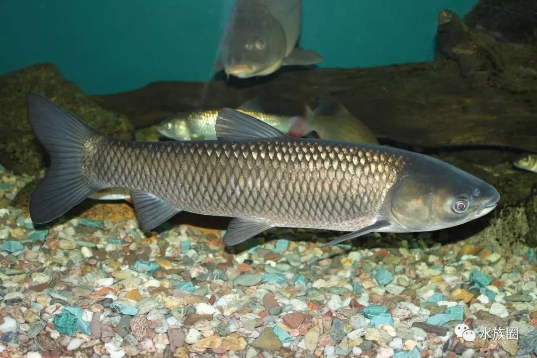 【转载】中国原生鱼:北京鱼类图鉴 |【水族圈低调分享】_腹部
