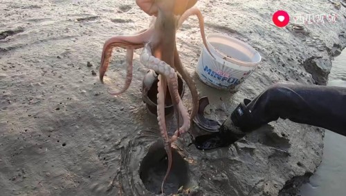 90后莆田渔民赶海走红西瓜视频网友摸鱼竟然也是工作