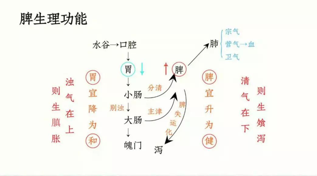 小儿脾虚的六大表现,你家宝宝有吗?_气血