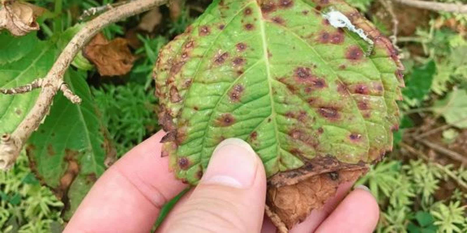 绣球花:高温还是别露养,除非你有遮阳网,分分钟"毁容"!