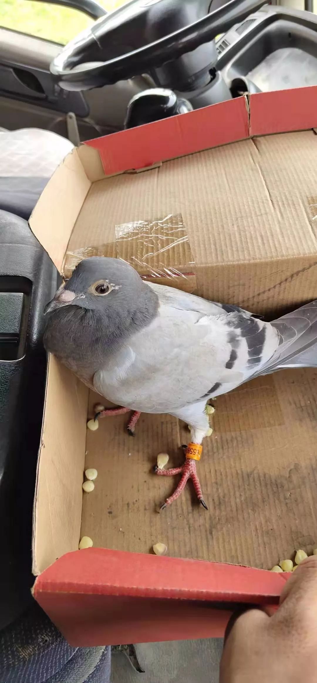 【寻找失主】大厂网友捡到一只信鸽!