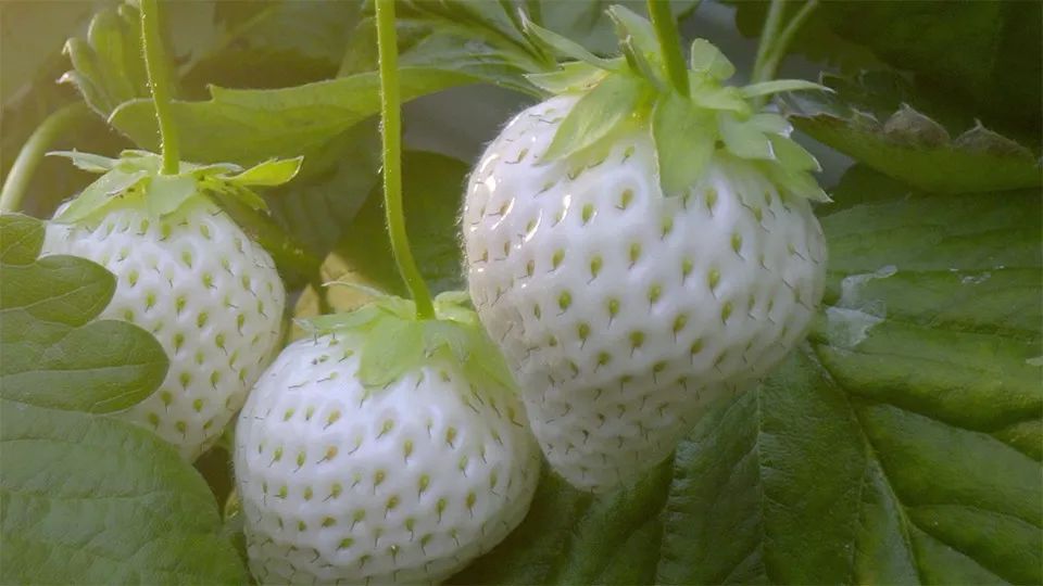 也是高端水果市场绝对的奢侈品一手栽培出的"白宝石"白草莓是来自日本