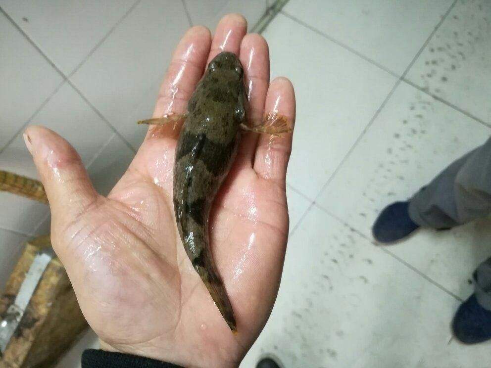 农村这种野生的鱼越来越少了城里人应该很少见到过