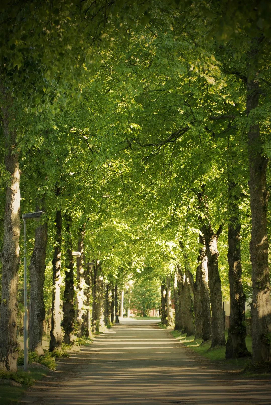 东风大道上榜武汉十大"最美林荫路"!_评选