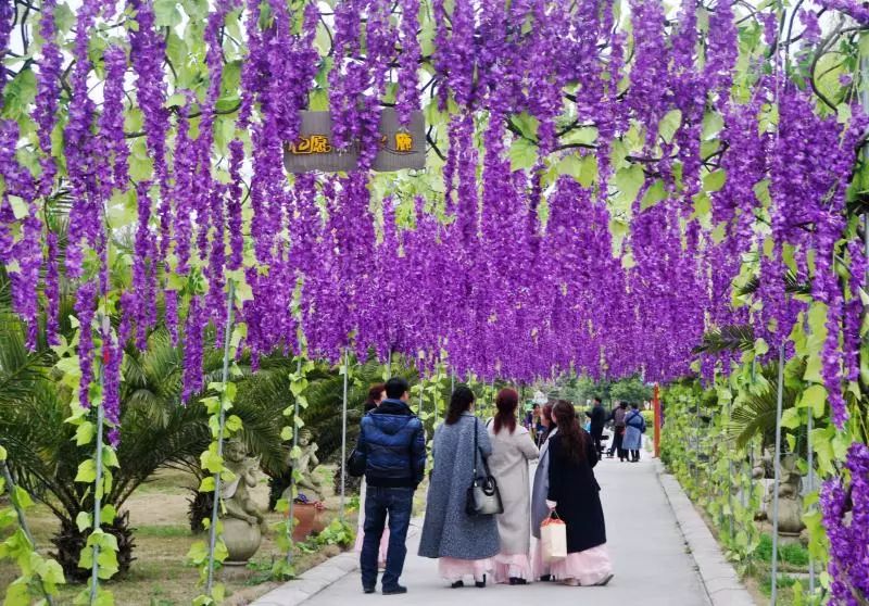 明天,面積超20000㎡的繽紛花海開放啦!_什邡市