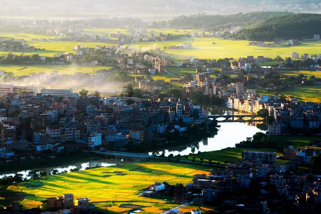 金色稻香 沈伟迅/摄(云浮市罗定市太平镇丽塘村)太平镇气候温和,物