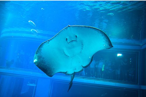 宜昌海底世界鸣翠谷一日游148元人不含餐10月256日发班