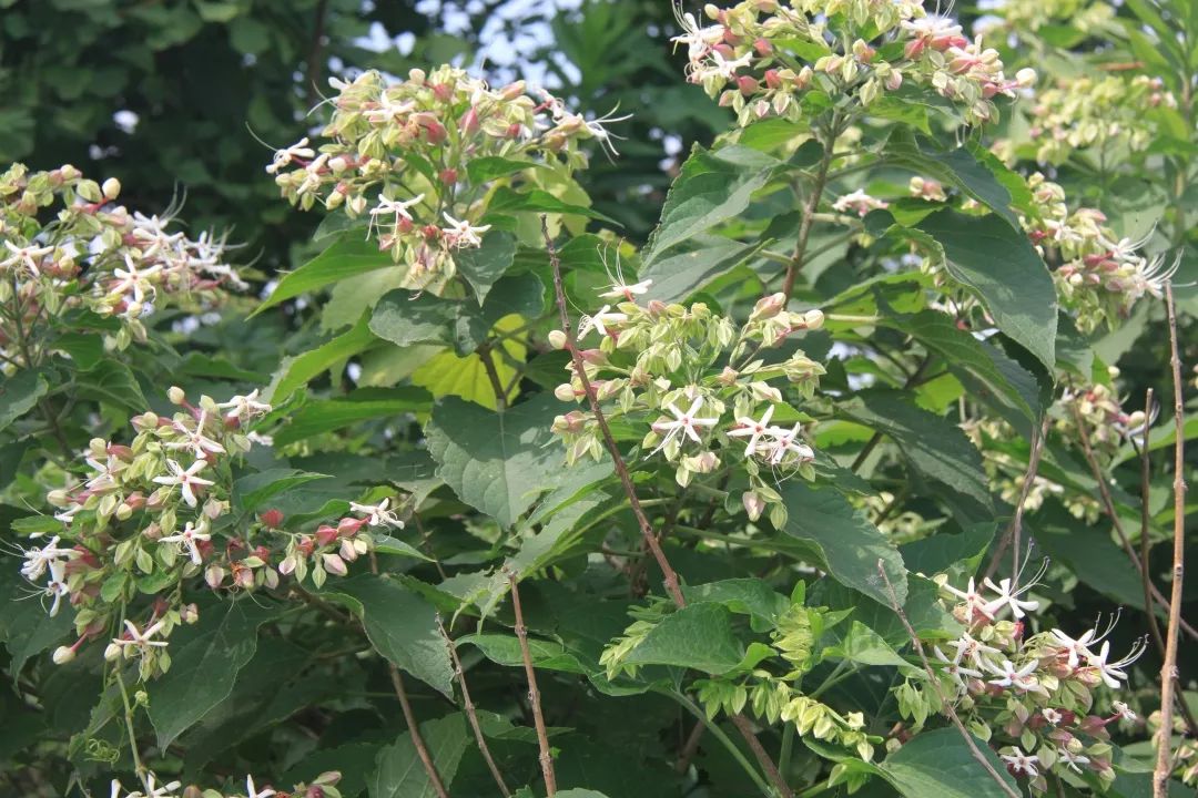 一日一味药一日一芳香水上森林中草药资源之臭梧桐