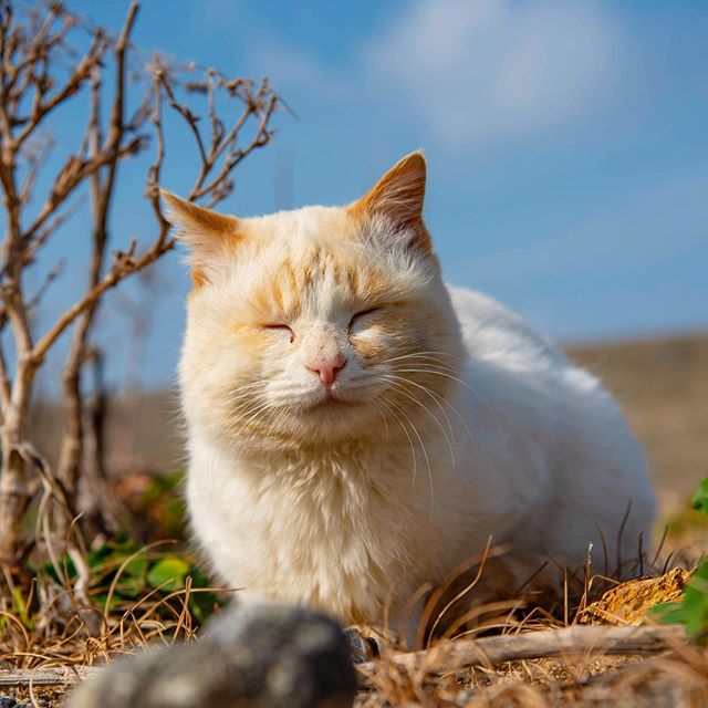 图片[16] - 奇妙的视角！日网友特摄《猫体屁屁写真》大放送猫皇的香嫩蛋蛋！ - itotii