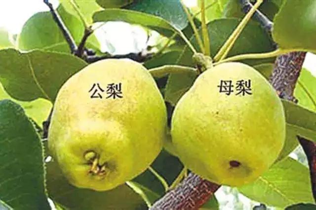 我的后园:梨竟然分公,母?挑水果时,你不知道的事儿