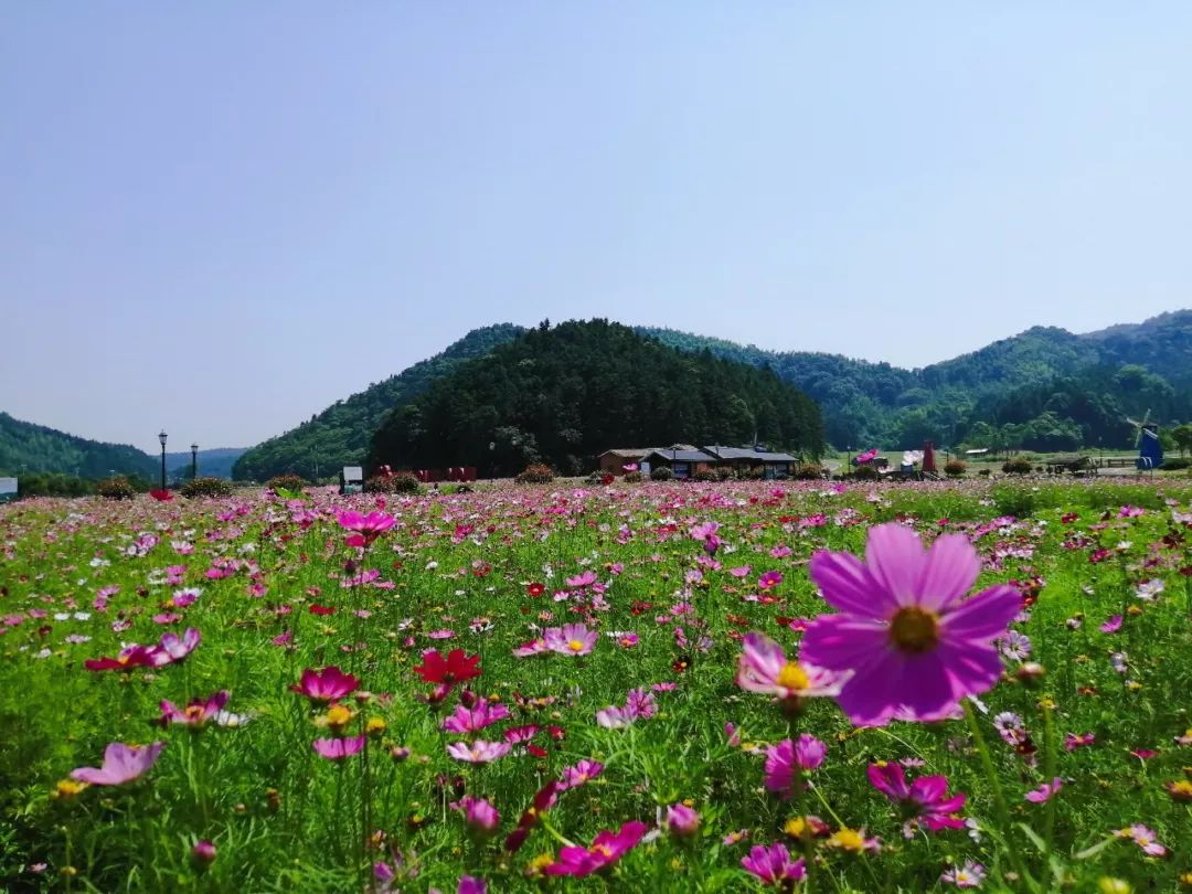 国庆假期这里有花海田园挑战赛农家土味等你来转发有礼