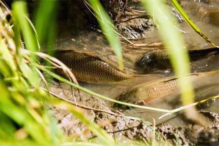 稻花鱼养殖示范基地里在胡坊镇感受稻香鱼肥的丰收喜悦体验田间抓鱼的