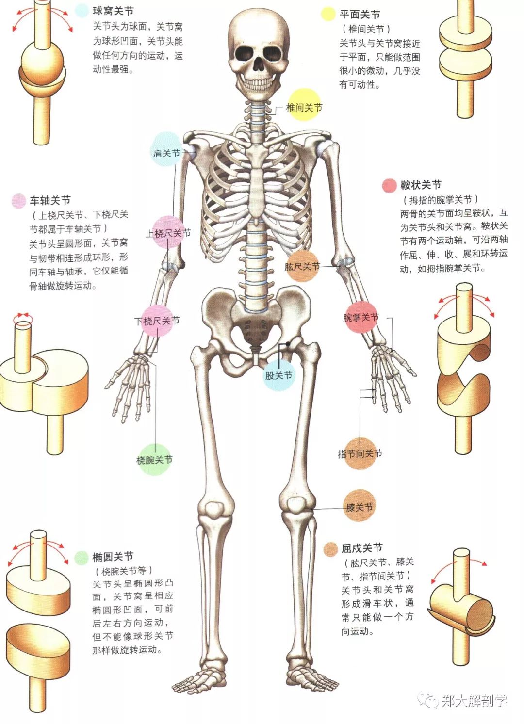 关节的主要种类以及运动方向本文相关素材来源:《3d人体解剖图》,如