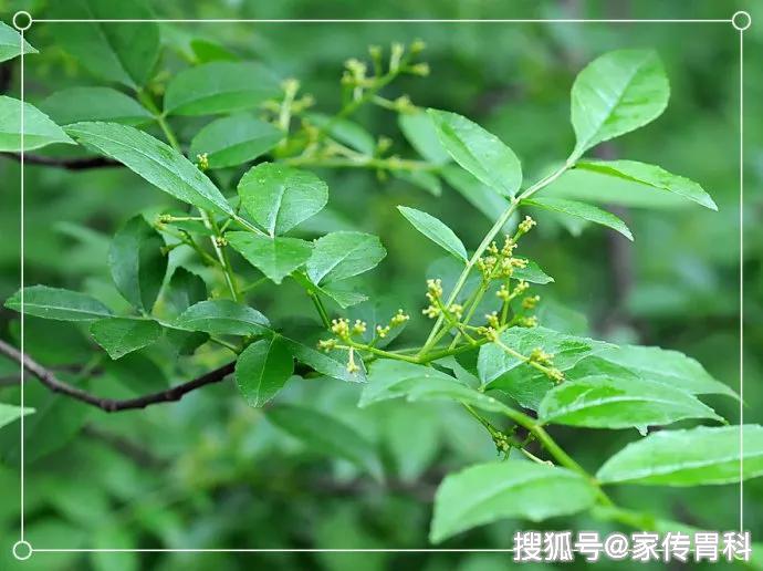 病症的機理在於其細胞內含有豐富的茴香油這種物質能刺激胃腸道蠕動可