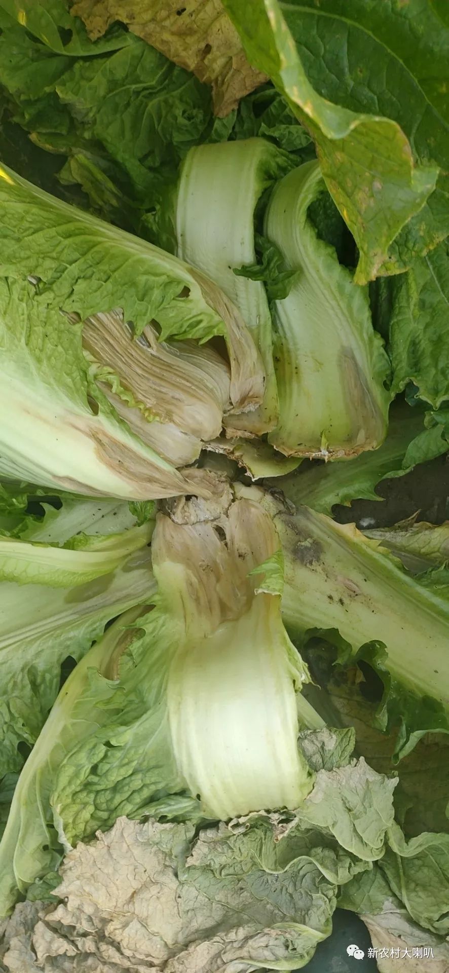 咨询白菜软腐病有什么特效药呢?新乐的听众发来照片