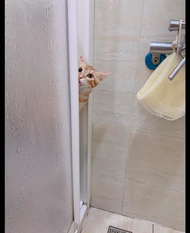 猫咪扒在浴室门口偷看主人洗澡,边看还边舔舌头,有点过分了啊!