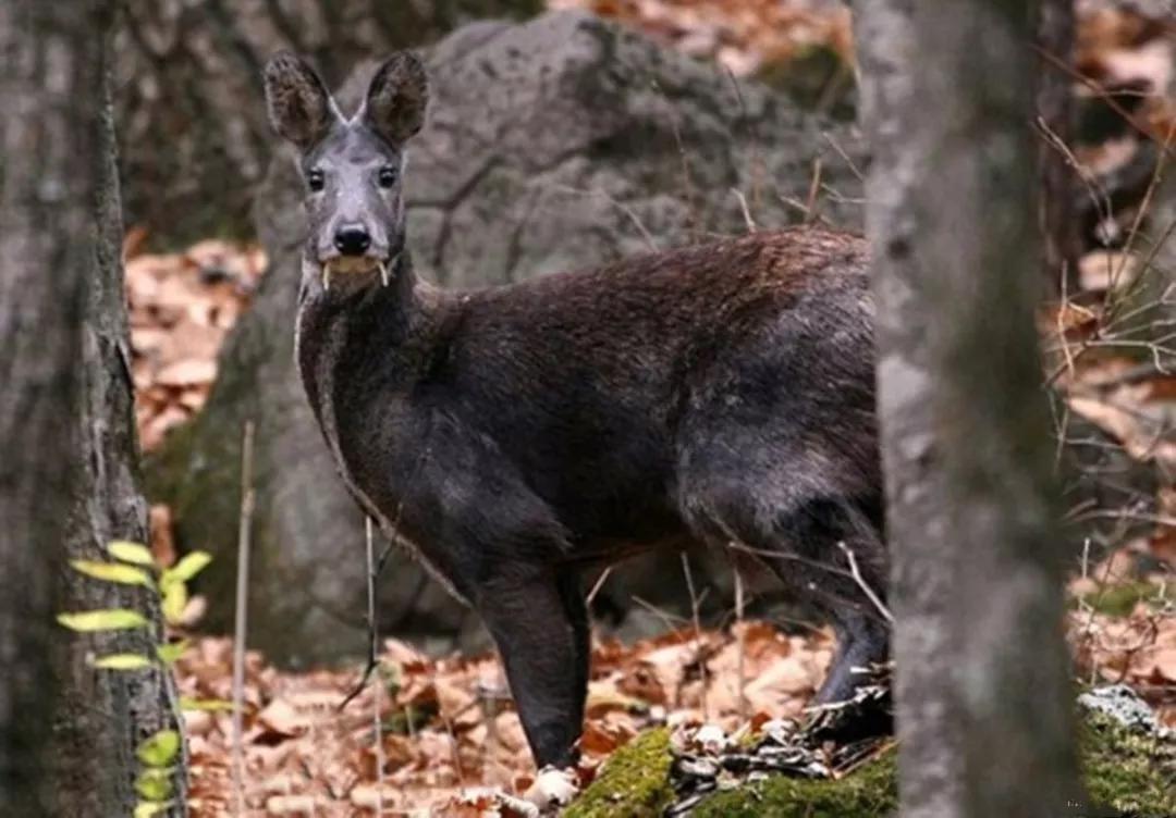盘点5种传说中的奇异动物,第四种在中国可能真实存在过