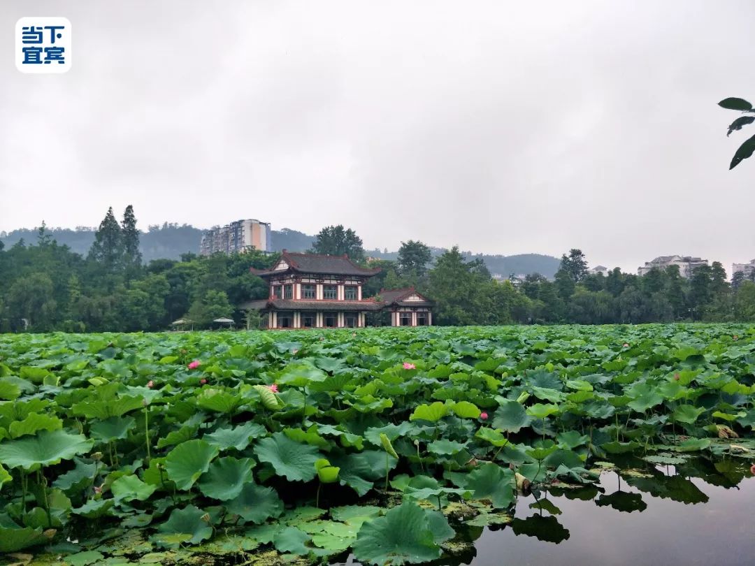 宜宾天池公园改造图片