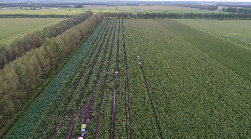 龙江话丰收丨黄金玉米带 穗穗有突破