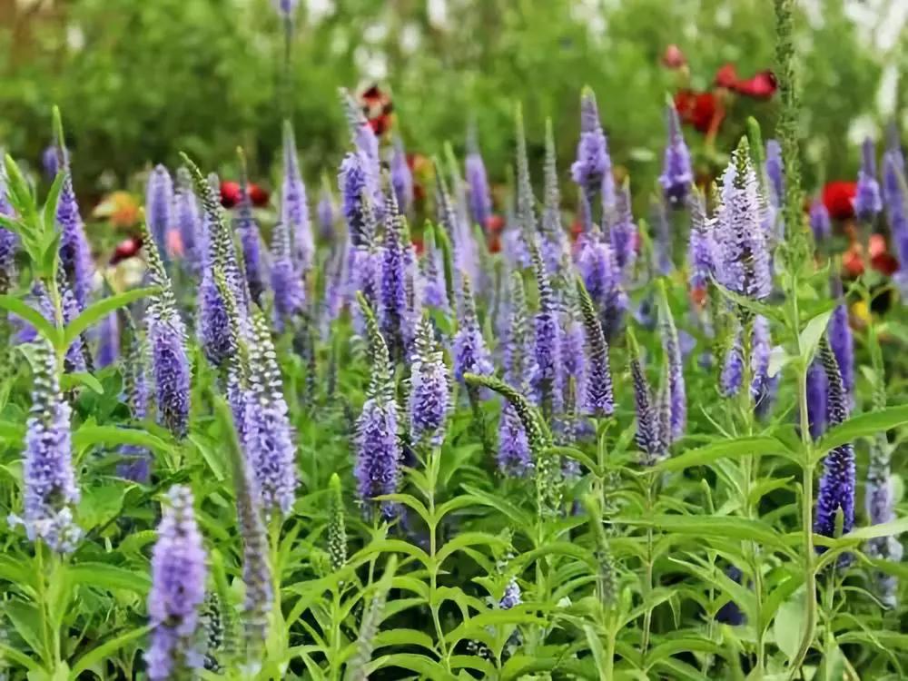 紫露草▼马蔺▼迭迭香▼水果兰▼穗花杜荆▼莸▼美国金钟连翘▼银姬小