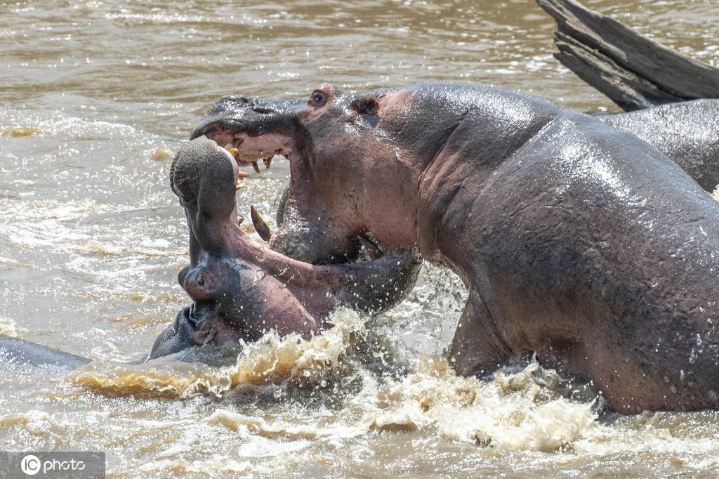 德国两河马为爱大打出手 大口撕咬凶猛异常