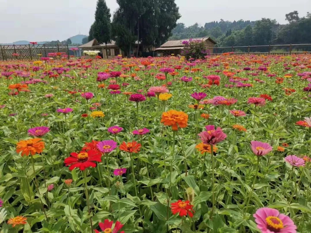 活动时间2019年9月29日至10月7日活动地点江油市三合镇东山路花田部落