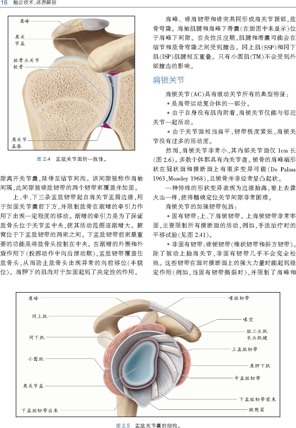 好书推荐 | 《触诊技术》---李哲人体科学团队---开年首发