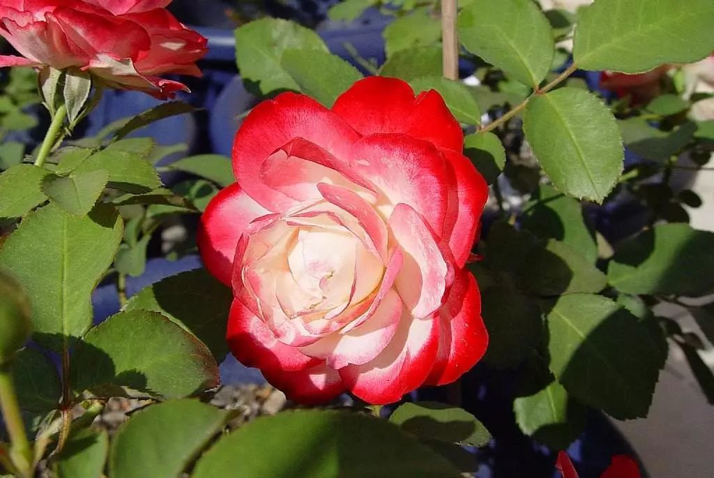 每日一花摩納哥公爵月季淡黃色花瓣桃粉色花邊