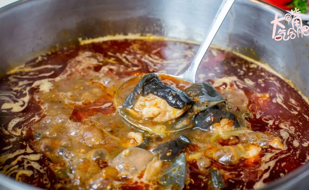 要是养生白汤喝完了,你还可以免费续加红汤,这样就是一份娃娃鱼火锅了