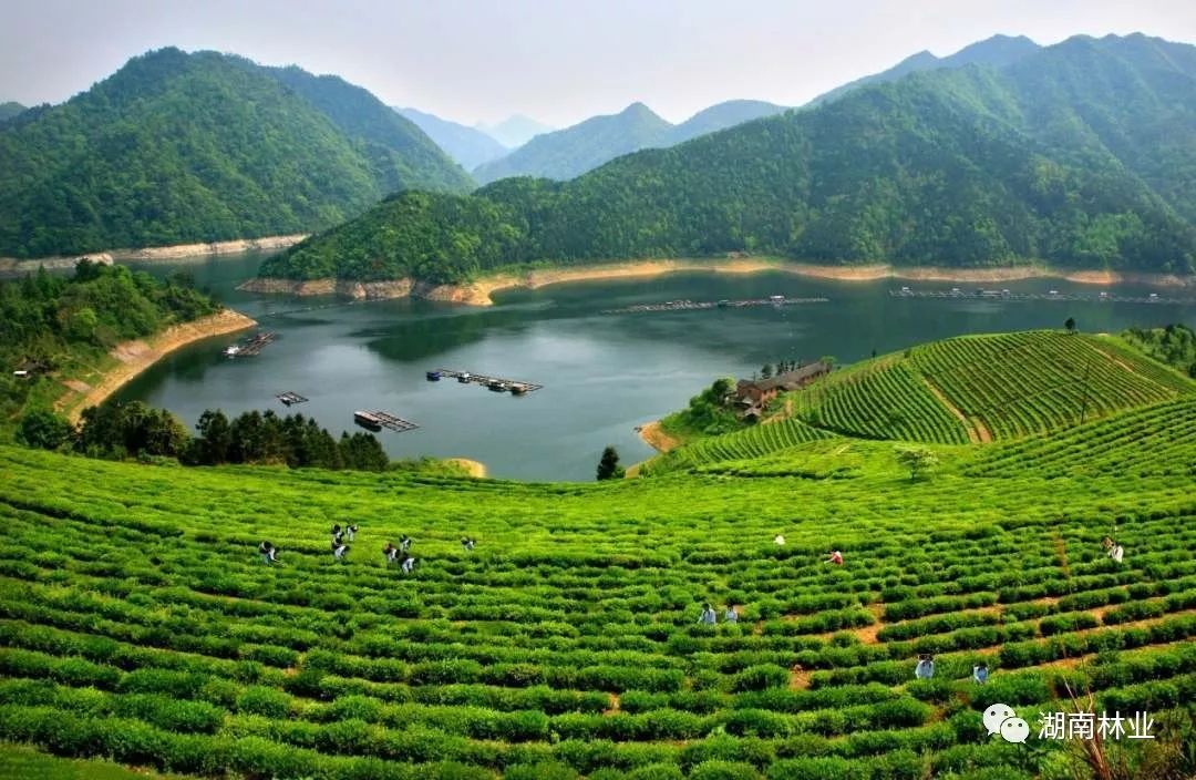 黎咸兴介绍,退耕还林加快了湖南国土绿化进程,促进了生态环境改善.