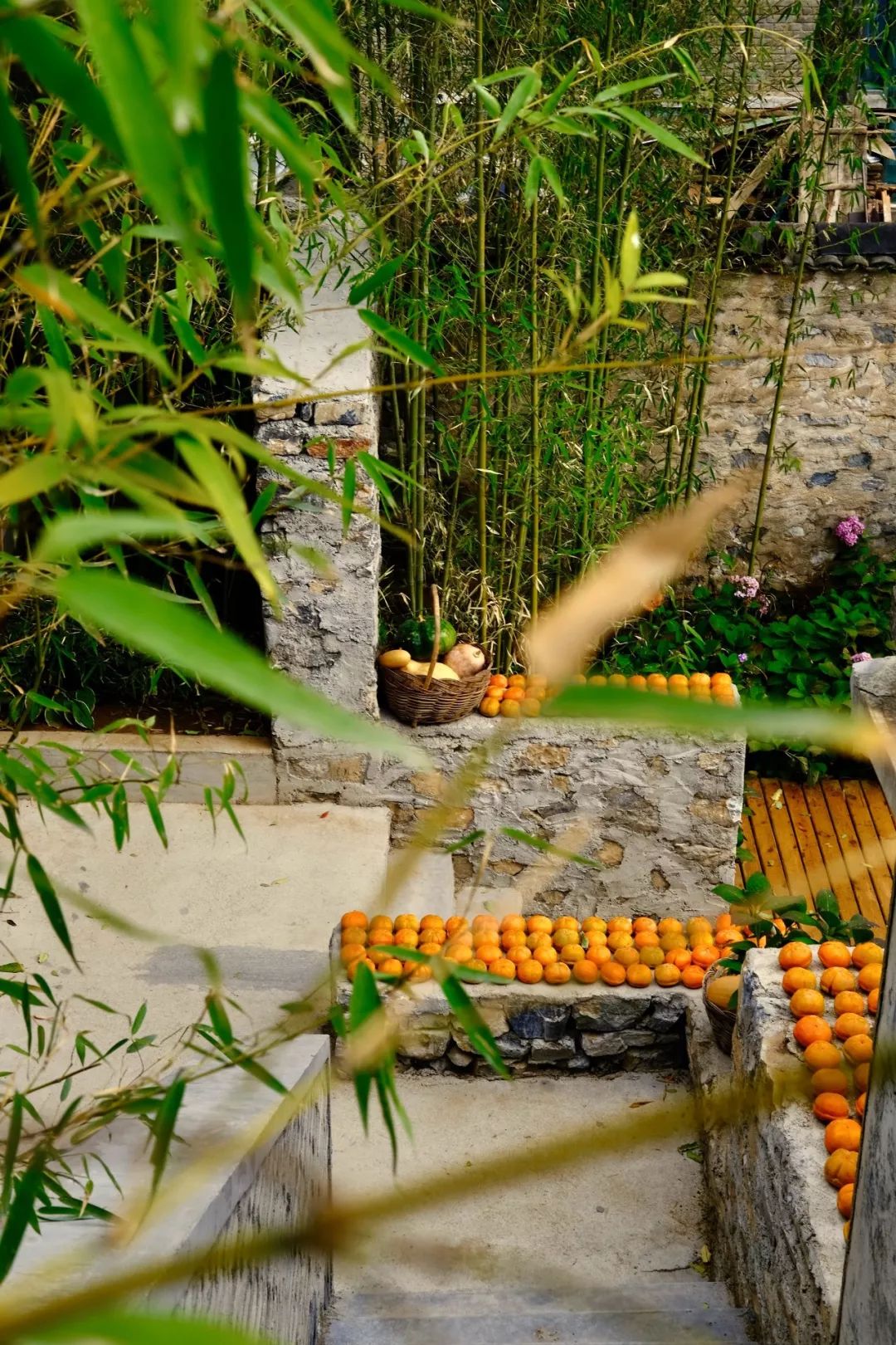 金秋十月回到青籽树的稻田乡间享丰收盛景品醉美慢生活