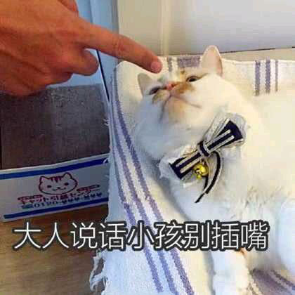 猫咪表情包合集|大人说话,小孩别插嘴