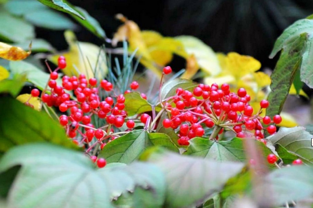 重阳节为什么要插茱萸重阳节为何被称为茱萸节