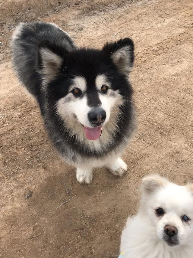 阿拉斯加,博美玩得很开心,金毛却在一旁哭泣,金毛:我不哭