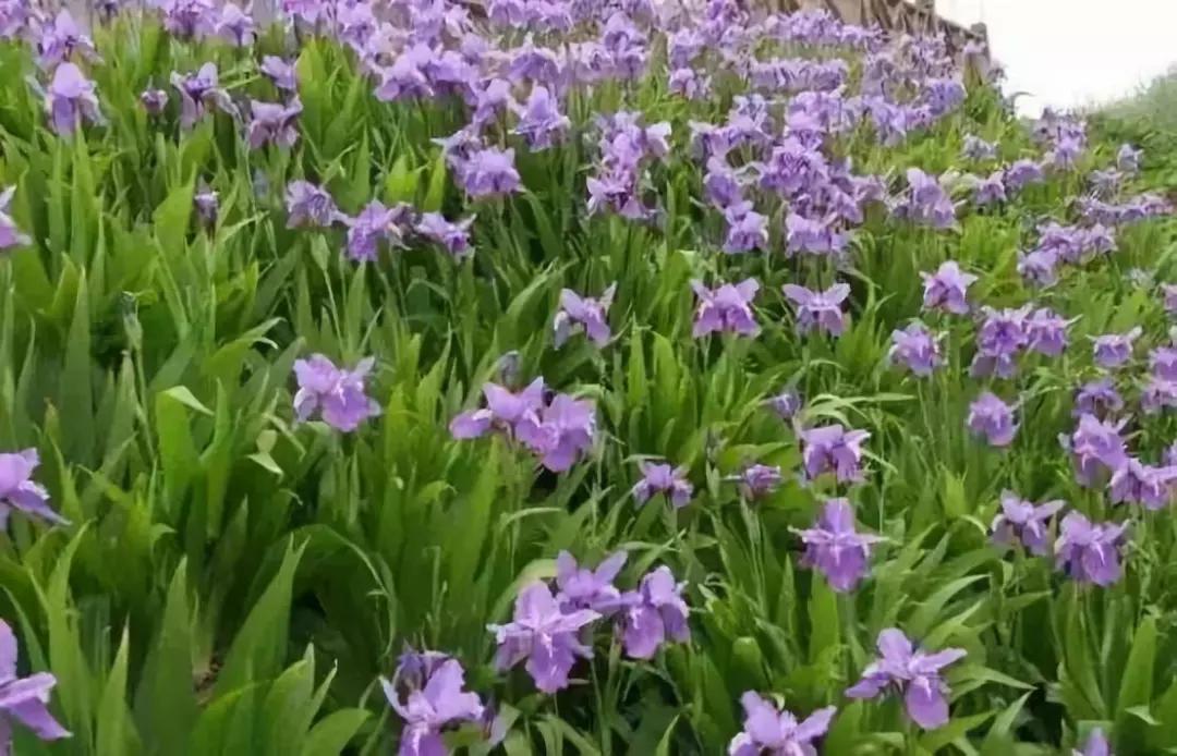 迭迭香▼水果兰▼穗花杜荆▼莸▼美国金钟连翘▼银姬小蜡▼浓香茉莉▼