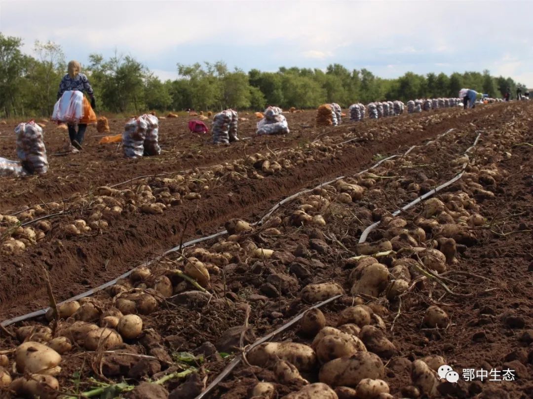 播种和育苗等方面下了不少功夫,浇水,施肥,打药,每一步都根据土豆生长