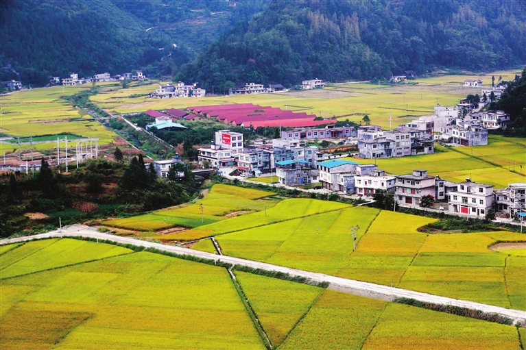 时下,黔江区马喇镇8500亩水稻成熟,金黄的稻田与民居,群山,树林