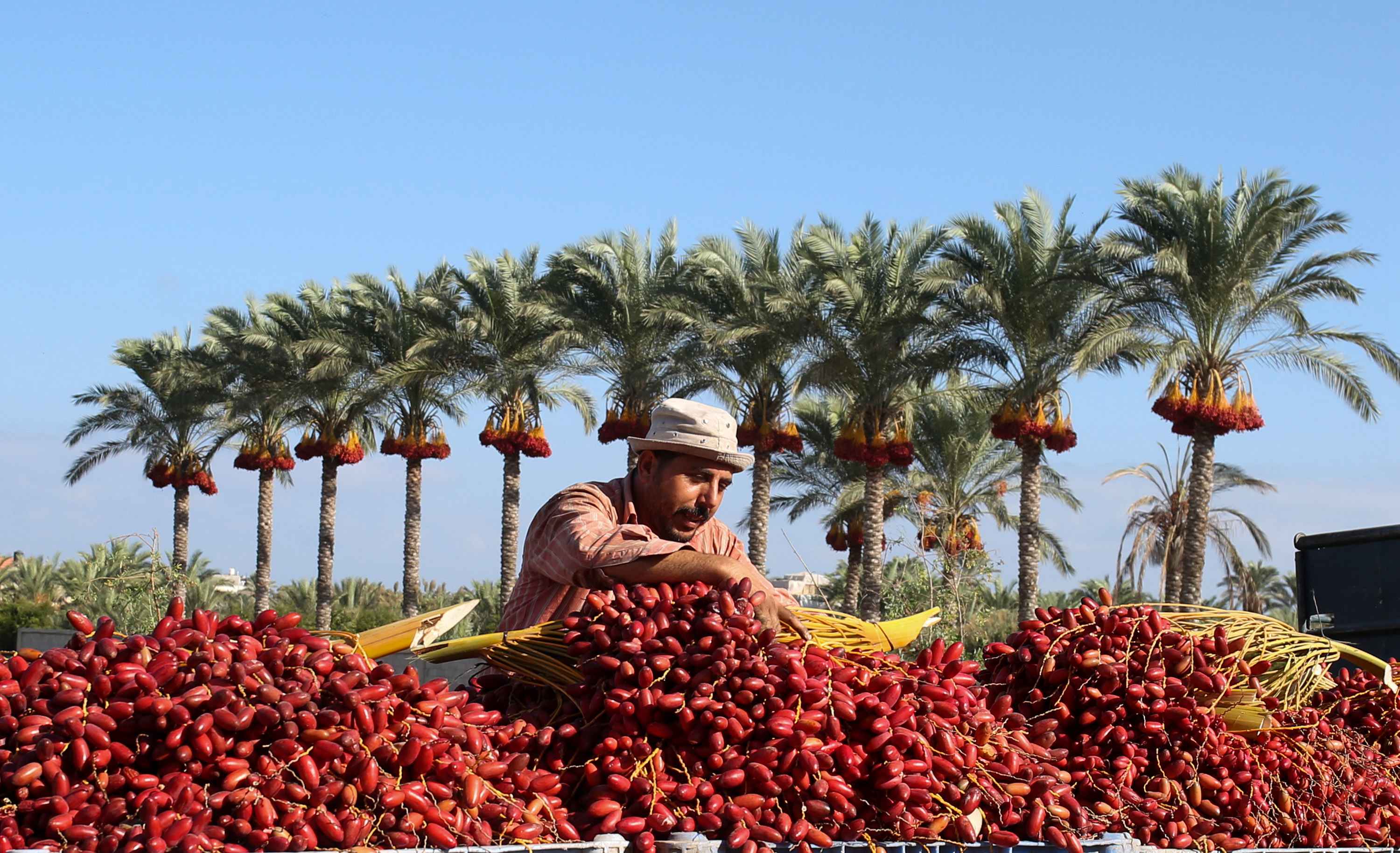 加沙椰枣丰收民众爬树收割不亦乐乎