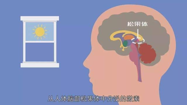 激素和多巴胺等多種激素共同影響提前激活了下丘腦-垂體-性腺軸(hpga)