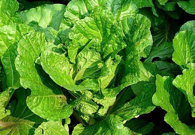 原创白菜莲座期,掌握这2个管理技巧,种出的白菜长势好,品质高