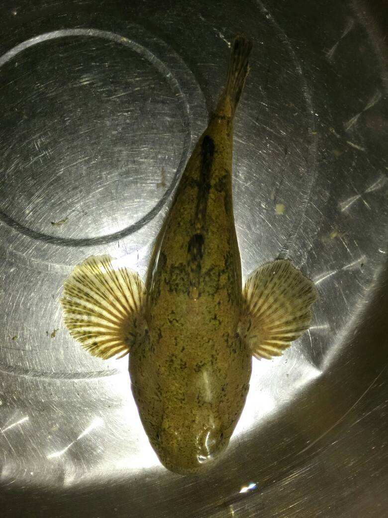 农村这种野生的鱼越来越少了城里人应该很少见到过