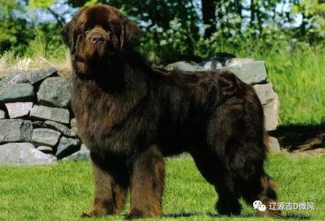 11月起辽源城区禁养60种犬 你家有吗?