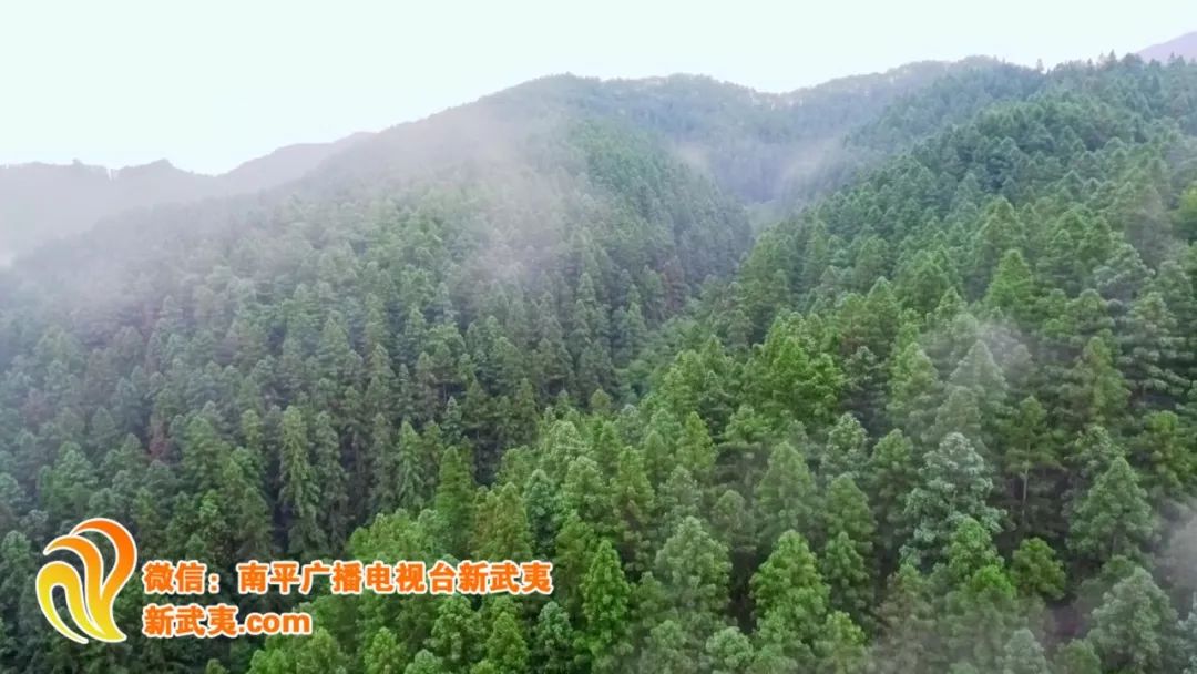 富屯溪旁的延平区王台镇,诞生了一个闻名中外的"绿色金库.