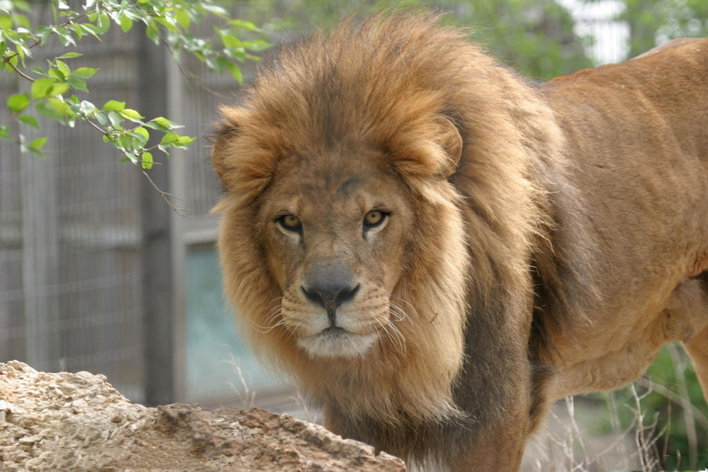 七种最强的肉食动物第一种对男性伤害很大