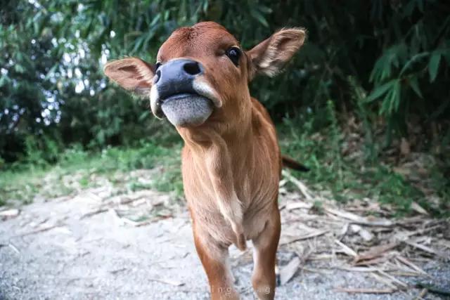 从县城望去,遗世独立,草木旺盛 最主要的是 这里民风淳朴,人情热络 没