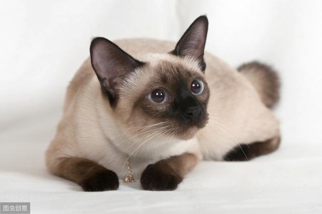 五种常见品种猫的体重究竟多少合适呢