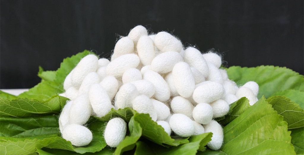 蚕丝被的鉴别,三招教您轻松辨别真假蚕丝被!_桑蚕丝