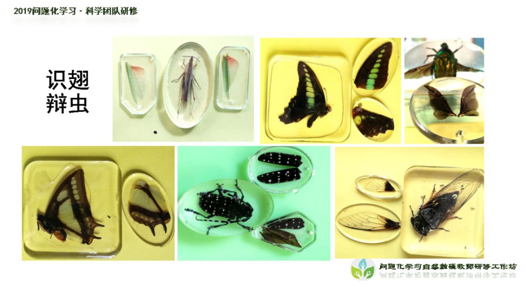 红珠凤蝶成长过程图片